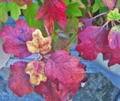 マスクマンだらけ・・・