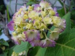 闇の告白　-Mother　虐待経験サバイバー