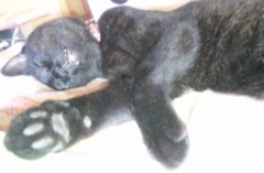 それでも見ている連続ドラマ