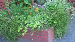 新薬の副作用で半分死んでます