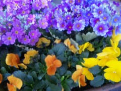 猛暑のガーデニング