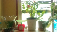 進めなまけもの/新しいハバネロ