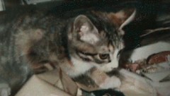 思い出の猫たち-動物に教わったこと-(4)不定期連載中