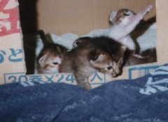 動物に教わったこと(8)不定期連載