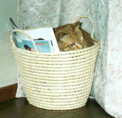 思い出の猫たち～動物に教わったこと(9-2)不定期連載中