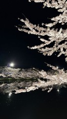 弘前城の夜桜は素晴らしいですね
