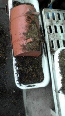 あぅあぅあ…(T дT)