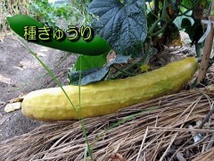 今年は　キュウリが良くなります