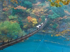 寸又峡「夢の吊り橋」 紅葉は11月上旬～下旬が見ごろ。バスで40分終点徒歩30分