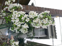 サクランボの花が咲きました。