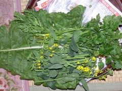 今日の自作野菜です。