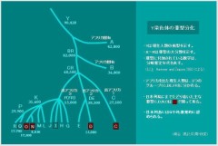 イエス・キリストはセム系モンゴロイドだった！　　　　日本人のY染色体の不思議