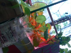 水耕栽培で最大の長所は、