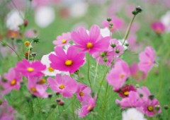 秋桜観に行きましたか？