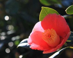 美しいの本質がわからない。