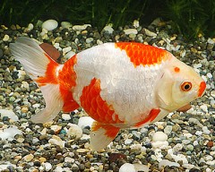 まだ、芽がでるもたい。　ホォッ