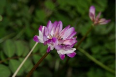 わらび取りの季節。