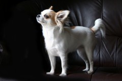 本能ってすごい。