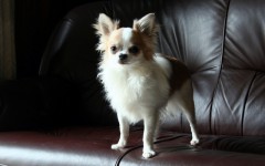 ワンコの子育てはストレスになるって本当だった。