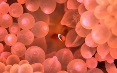 嫌いな食べ物の不思議