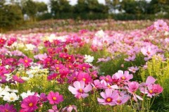 ワンコとの散歩