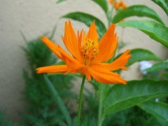 今日も松の剪定です。