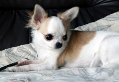 子供ノランです。