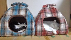 【お題日記】あなたのストレス解消法