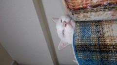 【お題日記】気分転換にすること