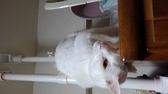 【お題日記】今夜はどう過ごしますか？