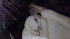 【お題日記】寒い日は靴下履いて寝る？