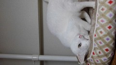 必ず来ますよ。表版です。