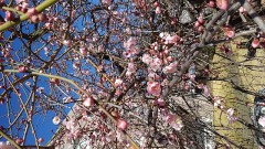 沈丁花の咲く頃。