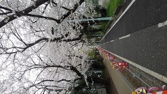 桜吹雪の中。