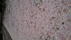 散りゆく桜を見ると泣けてくる。