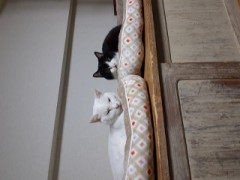 我が家は暖かいにゃん