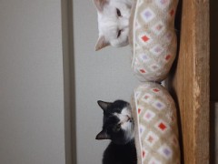 行ってらっしゃいにゃん