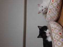 いきなり寒いにゃん。