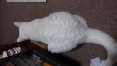尻尾で　にゃんにゃん