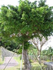 ガジュマルの木・・・