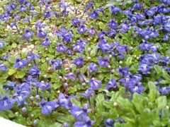 浦島太郎・・・・状態