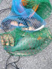 沖縄の魚たち・・・・