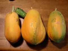 収穫の喜び・・・・(*^_^*)