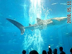 もう11月・・・