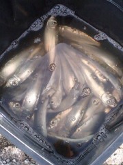 沖縄の魅力・・・・