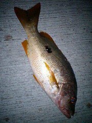 沖永良部にて………