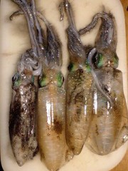 イカ釣りの季節到来・・・・・