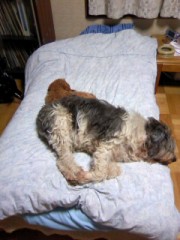 犬に占領、起こされました。