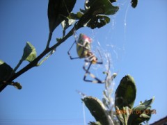 大きなクモが一匹