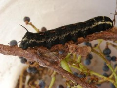 今度も大きいですね。